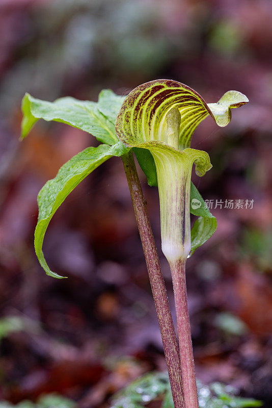 讲坛上的杰克(arisema atrorubens)， Mount Magazine, AR